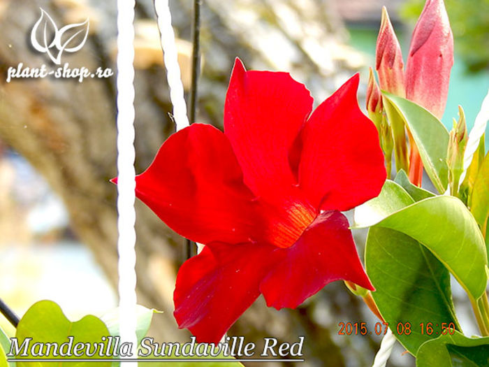 Mandevilla-Sundaville-Red-1