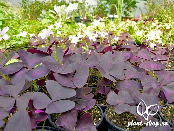 Oxalis-triangularis-1