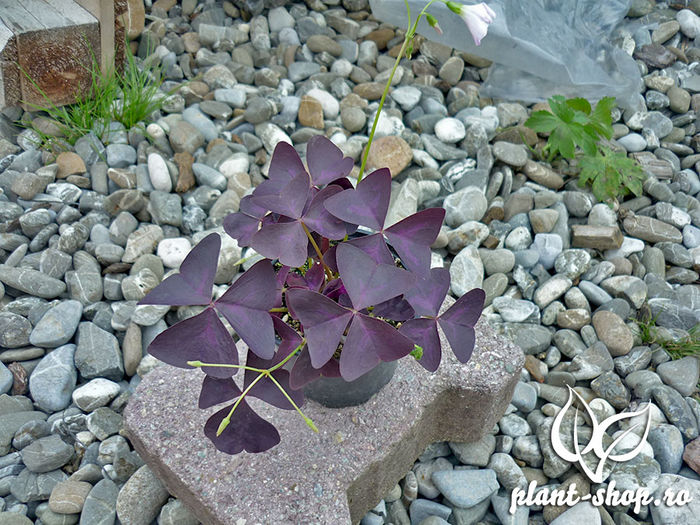 Oxalis-triangularis-2