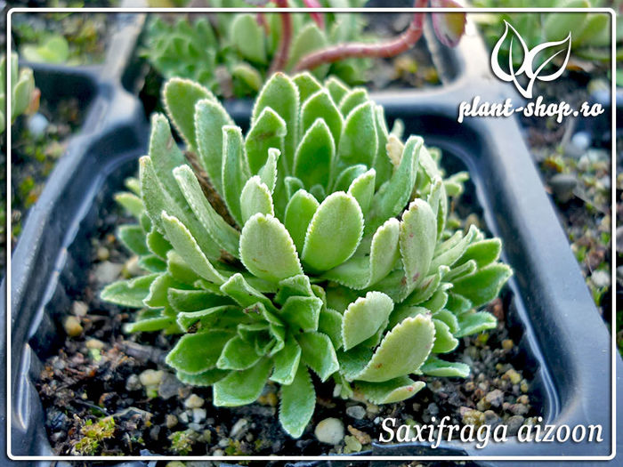 00-saxifraga-aizoon