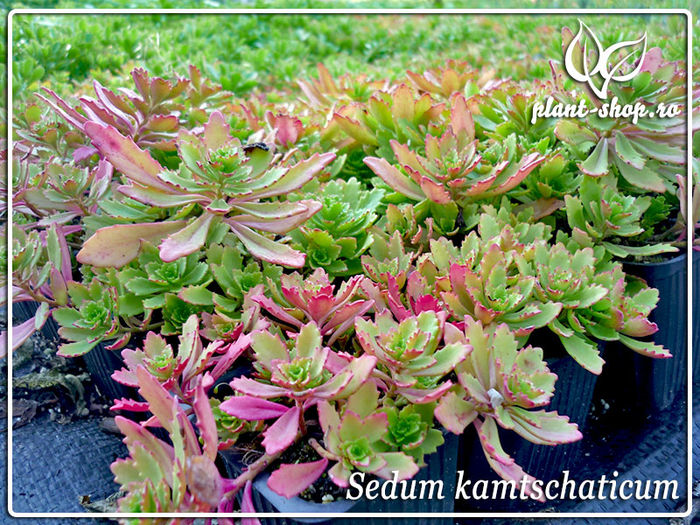 00-sedum-kamtschaticum