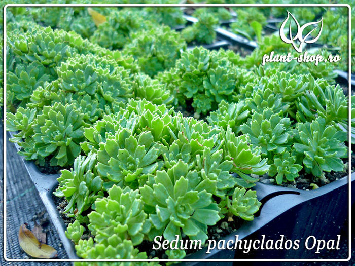 00-sedum-pachyclados