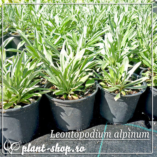 01-Leontopodium-alpinum