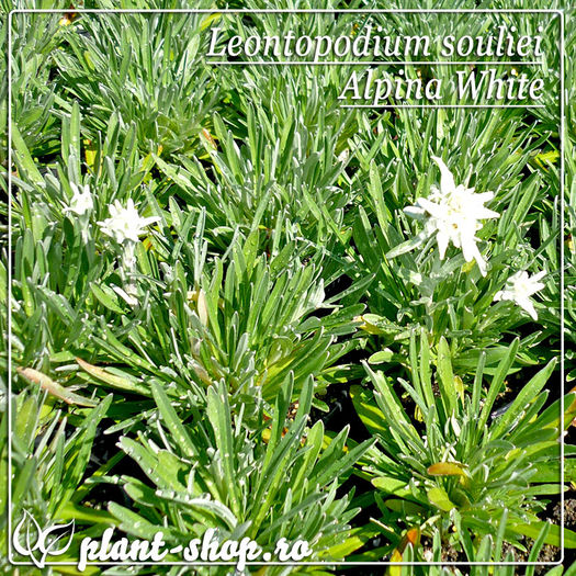 01-Leontopodium-souliei
