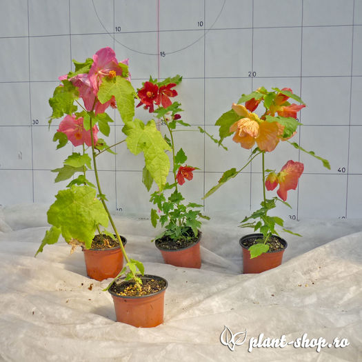 Abutilon