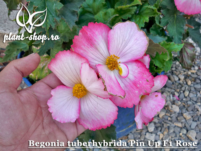 Begonia-PinUp-Rose