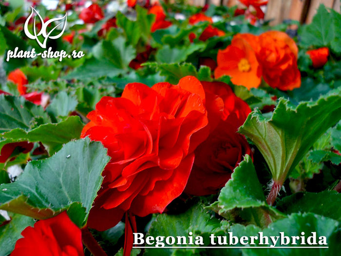 Begonia-tuberhybrida
