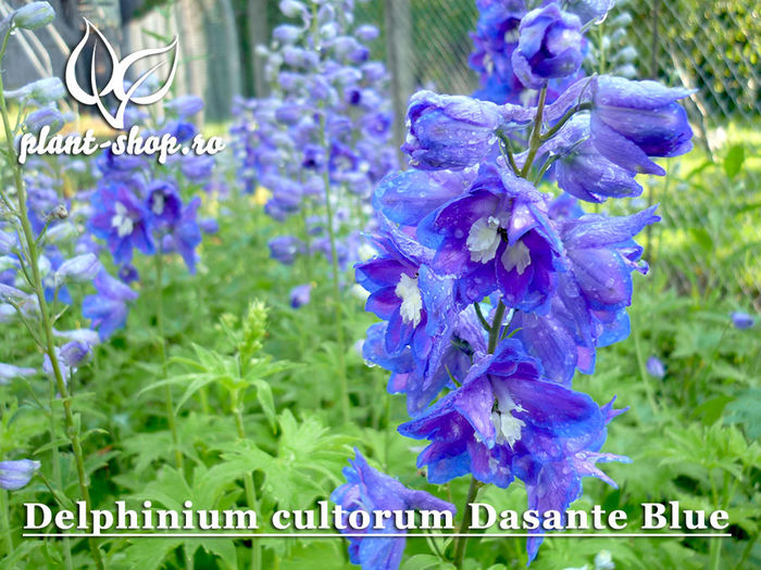 Delphinium-Dasante-Blue