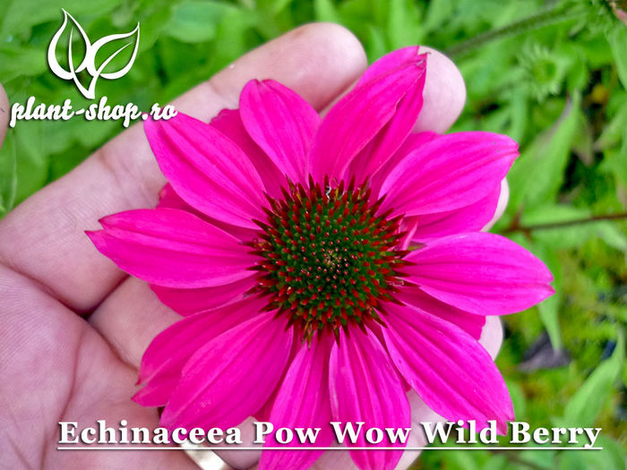 Echinaceea-Pow-Wow-Wild-Berry