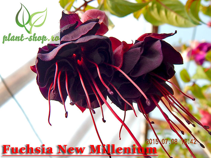 Fuchsia-New-Millenium