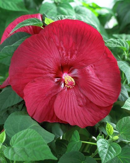Hibiscus_moscheutos_Luna_Red