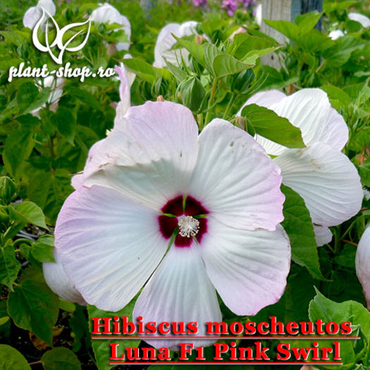 Hibiscus-Luna-F1-PinkSwirl