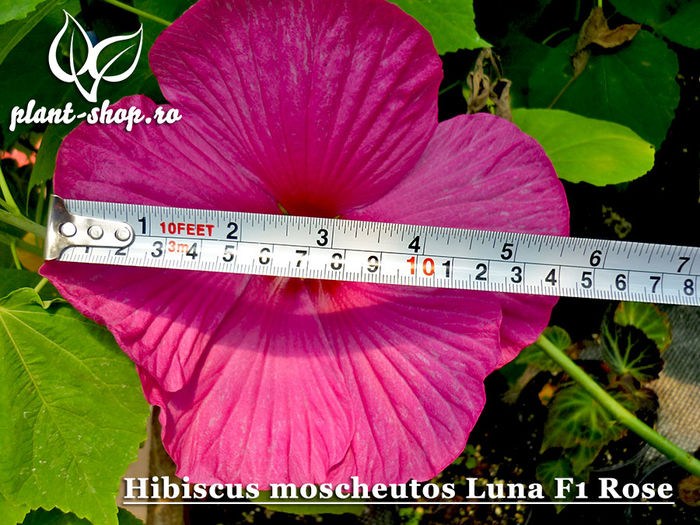 Hibiscus-Luna-F1-Rose
