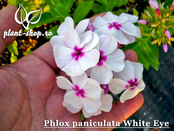 Phlox-paniculata-White-Eye - 2015 momente
