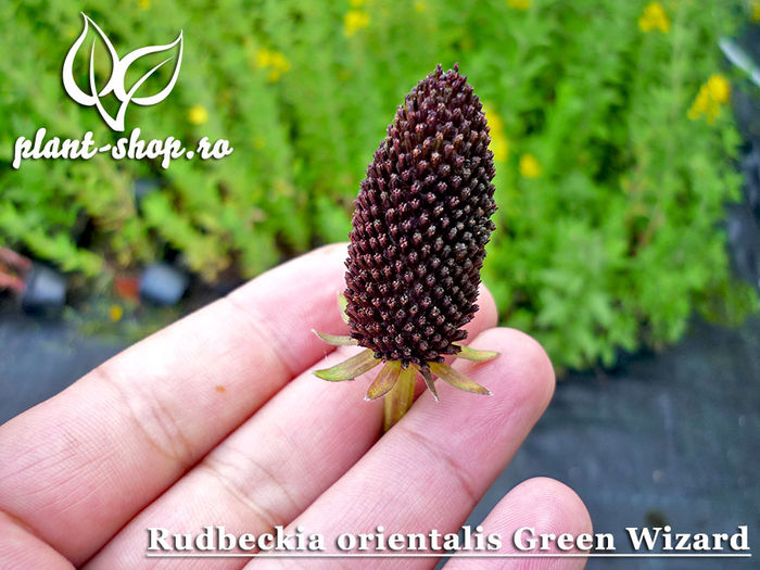 Rudbeckia-orientalis-Green-Wizard - 2015 momente
