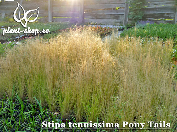 Stipa-tenuissima-Pony-Tails