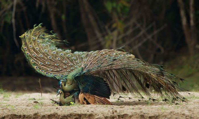 FB_IMG_1454782195930