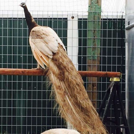 FB_IMG_1454578140421