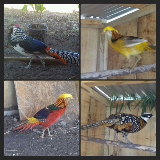 FB_IMG_1457559538283