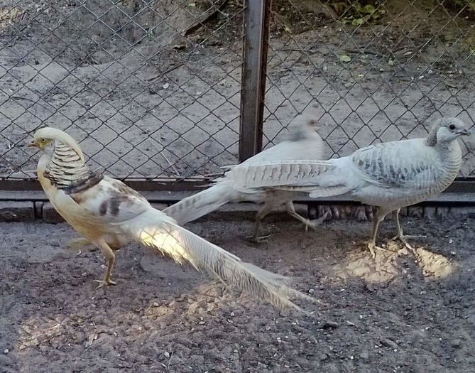 FB_IMG_1455226833218