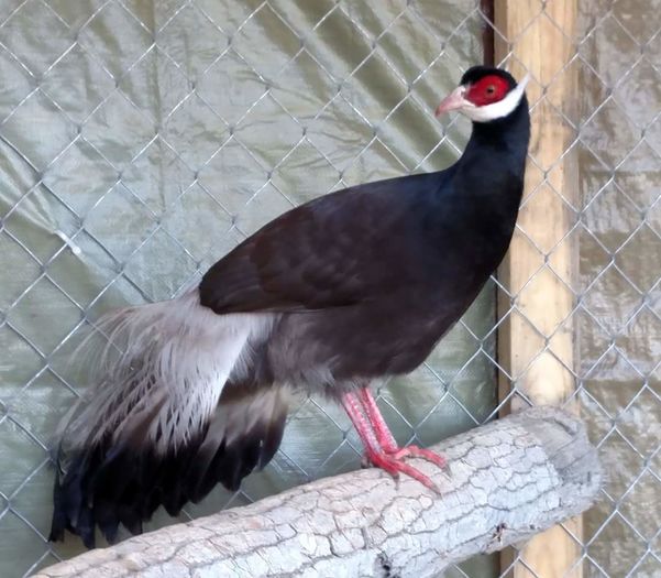 FB_IMG_1454714384889