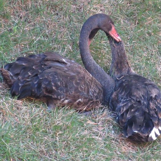 FB_IMG_1457620060662