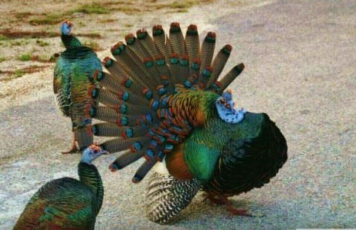 FB_IMG_1454659433970