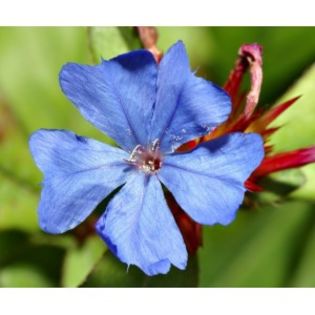 ceratostigma-plumbaginoides; soare-semiumbra, iul-sept
(plant-shop)
