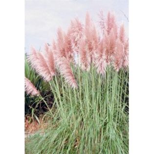 cortaderia-selloana-rose-plume-g-9; (plant-shop)
