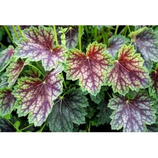 heuchera-americana-dale-s-strain; (plant-shop)
