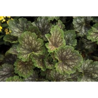 heuchera-americana-marvelous-marble-g-8 - e Comanda plante noi achizitii 2016