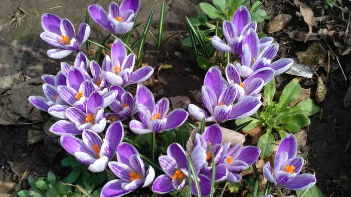 crocus king of the striped