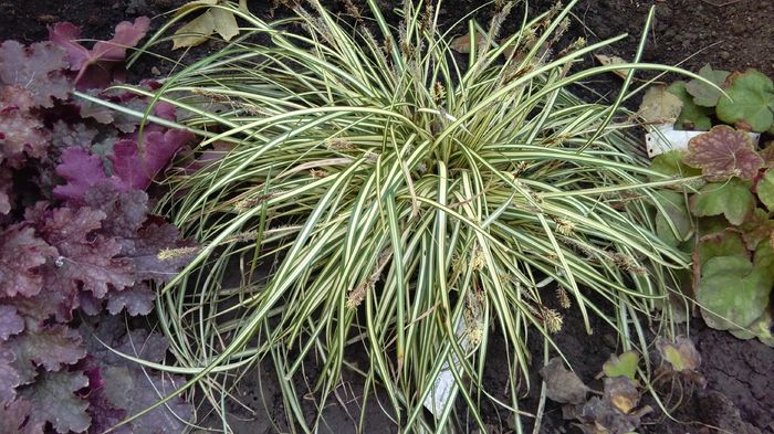 Carex-morrowii-Variegata - 2016 plantele mele