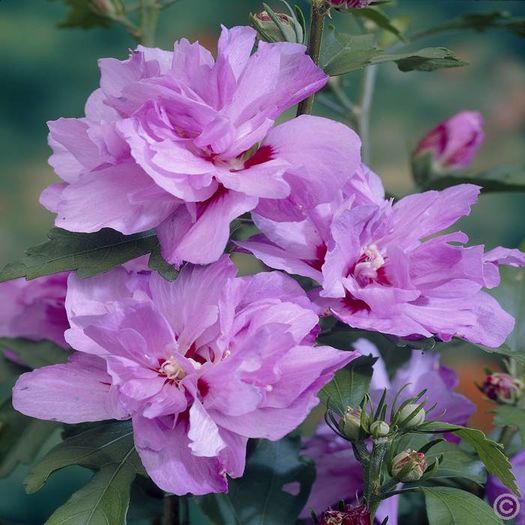 hibiscus syriacus ardens - HIBISCUS DE GRADINA-achizitii