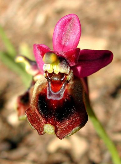 Orhidee o. tenthredinifera - b_bulbi extrem de rari