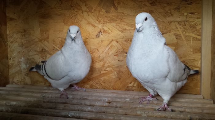 M-2015-10680&F-2015-4542