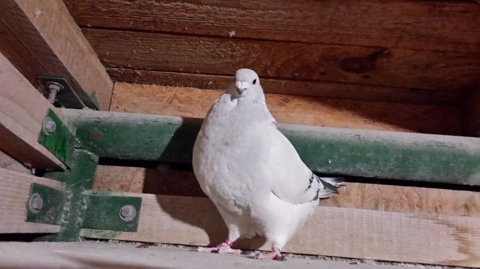 M-2015-10680; un viitor campion!
