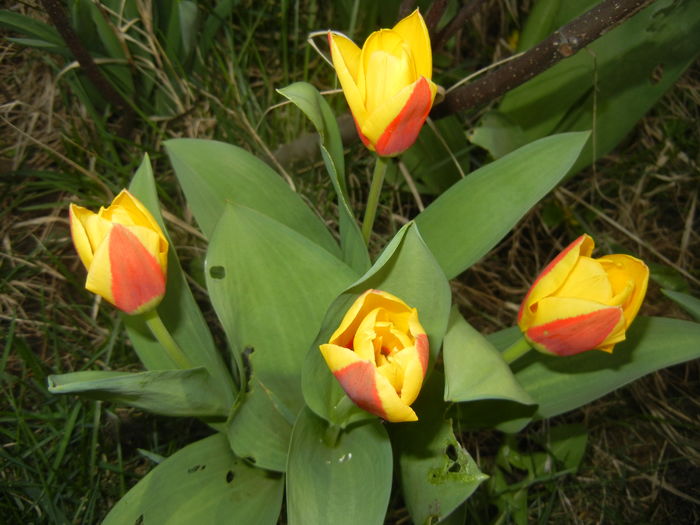 Tulipa Stresa (2016, March 10) - Tulipa Stresa