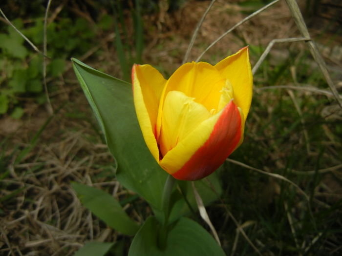 Tulipa Stresa (2016, March 10)