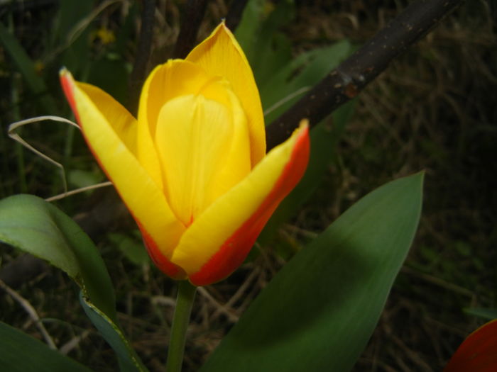 Tulipa Stresa (2016, March 10)