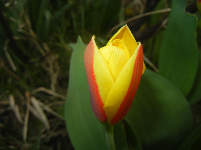 Tulipa Stresa (2016, March 10)
