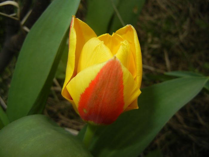 Tulipa Stresa (2016, March 10)