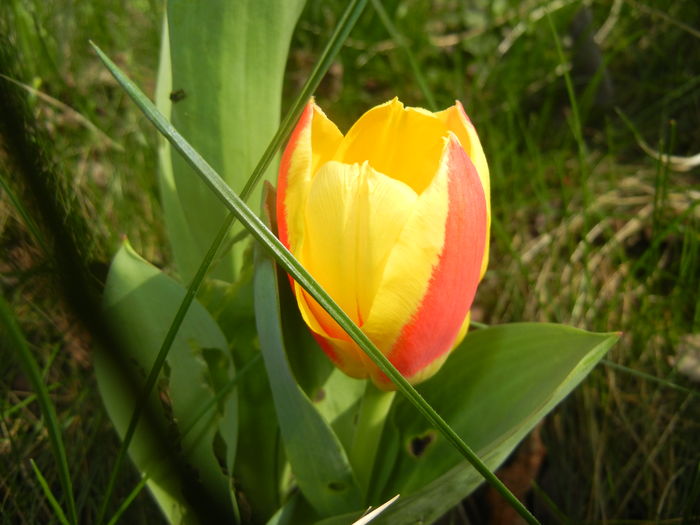 Tulipa Stresa (2016, March 10)