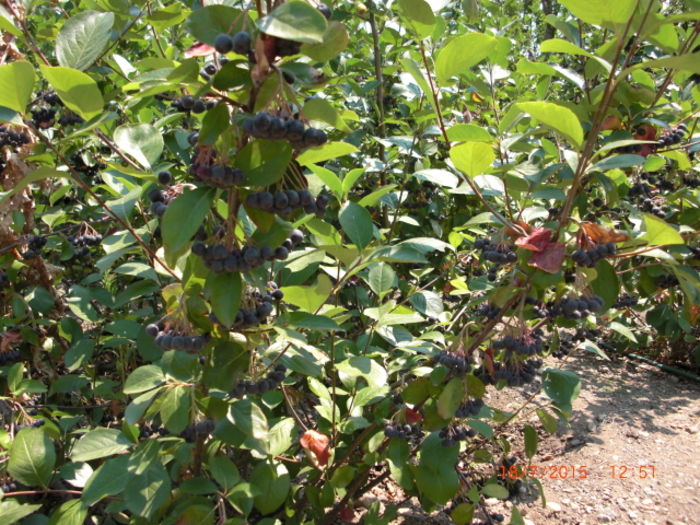 Aronia18iul - Aronia Melanocarpa Nero vand