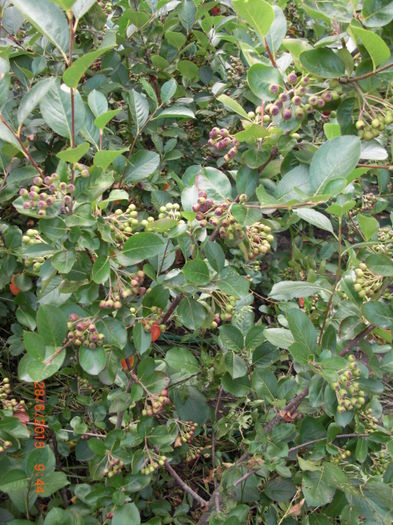 Aronia 28 iun - Aronia Melanocarpa Nero vand