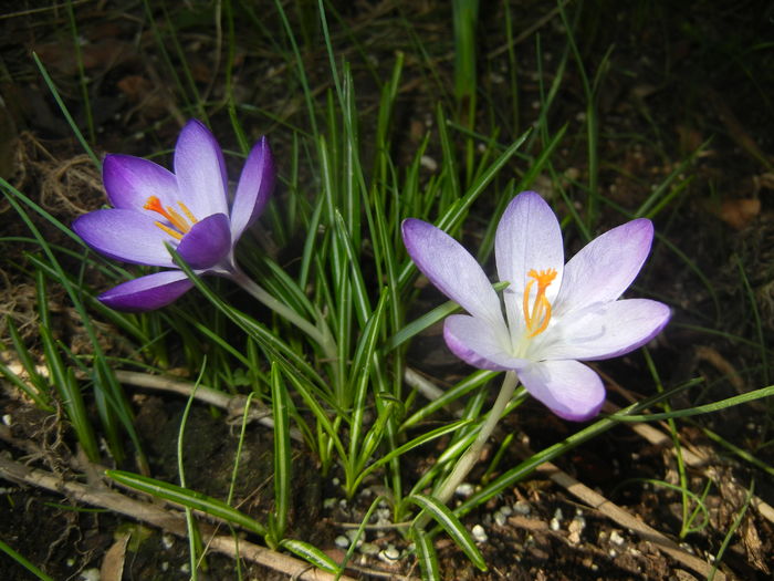 Crocus tommasinianus (2015, March 01) - CROCUS Tommasinianus