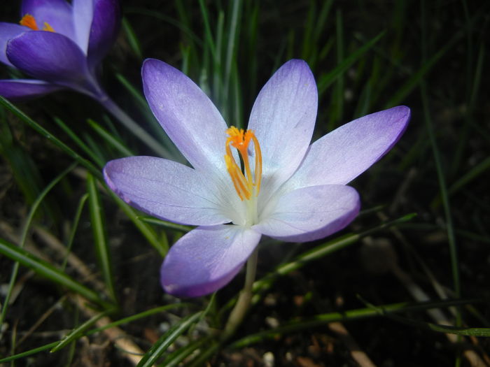 Crocus tommasinianus (2015, March 01)