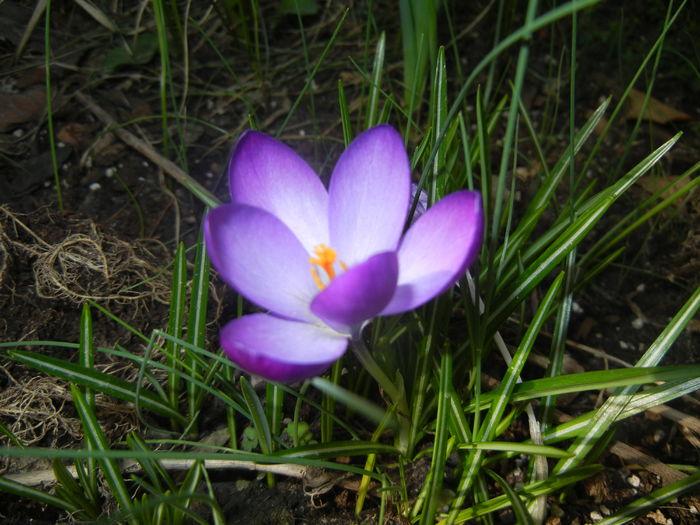 Crocus tommasinianus (2015, March 03)