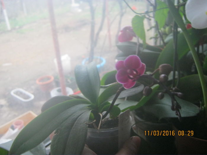IMG_0055 - orhidee 2