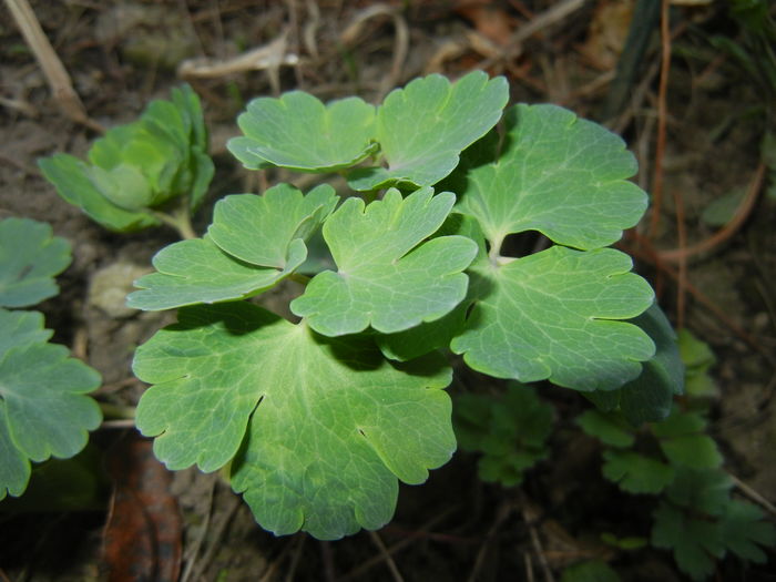 Aquilegia leaves (2016, March 02) - AQUILEGIA_Columbine